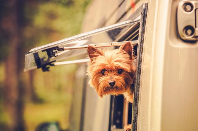 Dog in Caravan