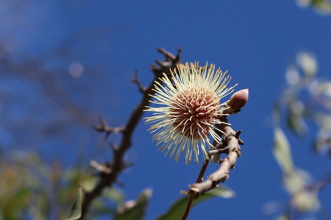 Pin Cushion Hakea - Ravensthorpe Wildflowers